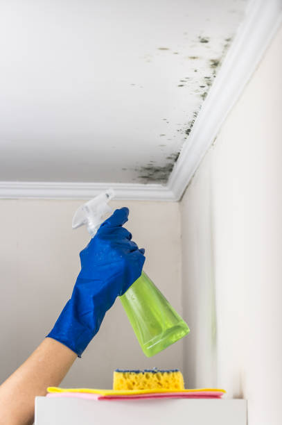 Best Bathroom Mold Remediation in USA